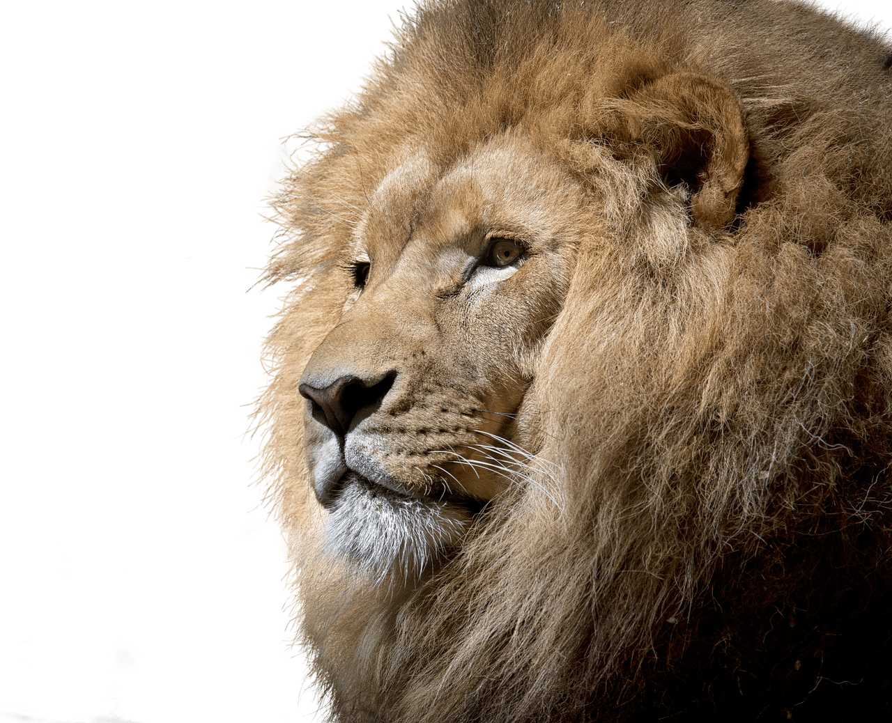 This image has an empty alt attribute; its file name is lion-gd8b74a556_1280.png