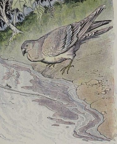 De mier en de duif fabeltje