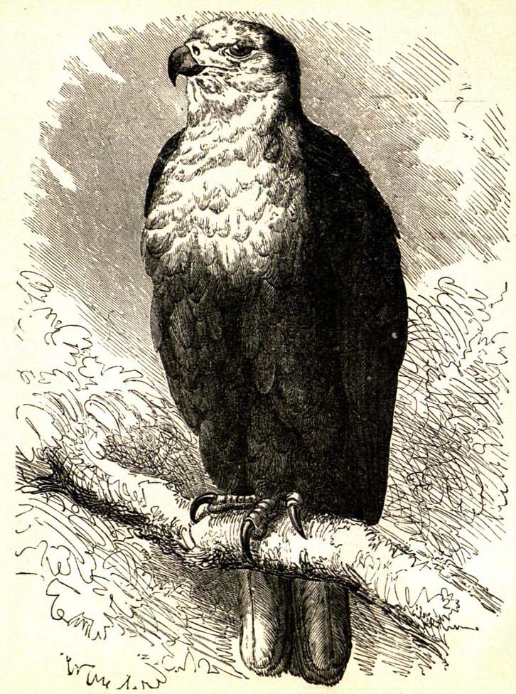 fabel de adelaar en de wouw