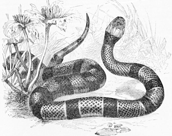 Snake Fable The Farmer And The Snake – Aesop’s Fable | Read Free Online