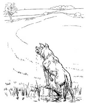 The wolf came again The wolf came again