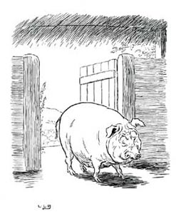 the old sow the old sow