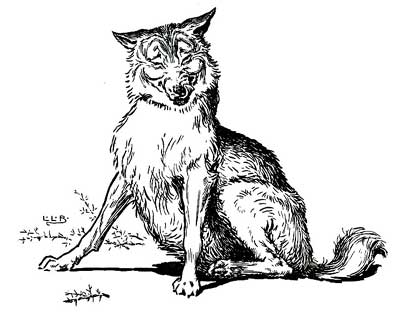 The wolf The wolf