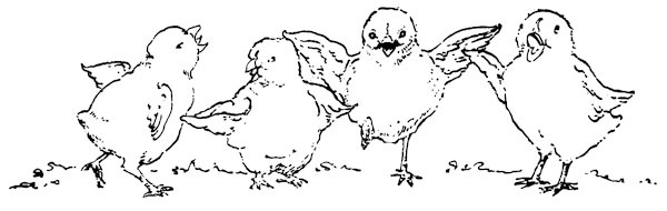 kuikentjes